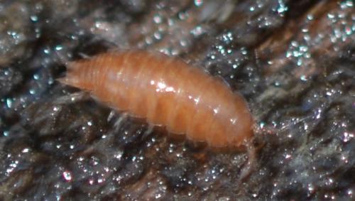Trichoniscus sp.